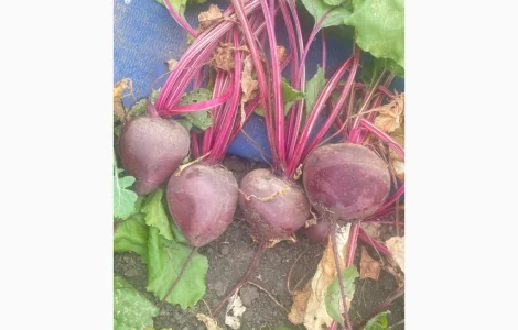 Продам товарний буряк