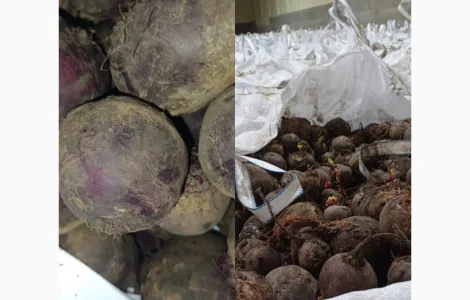 Продам столовий буряк