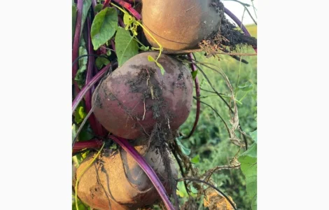 Продам столовий буряк