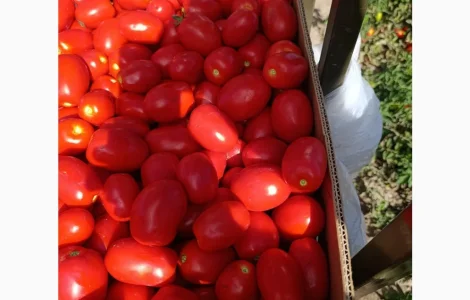 Продам томат