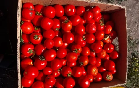 Продам помидоры Асвон и сливку