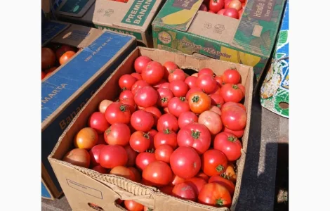 Продам томати