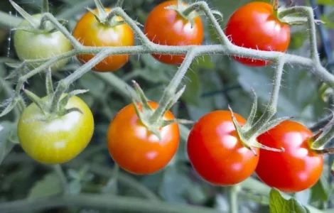 Продажа помидора Вінницкая обл свежий томат в ящиках от производителя