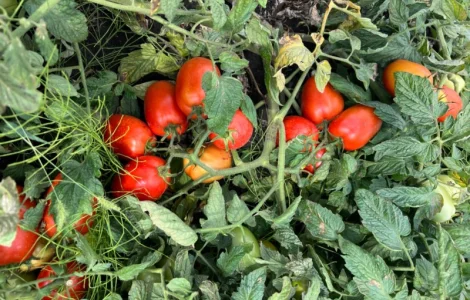 Продам помідор