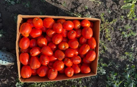 Продам помідор