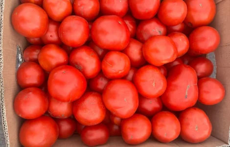 Продам помідор