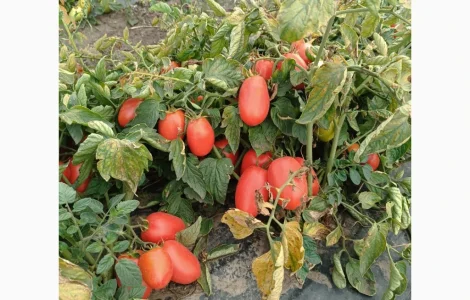 Продам помідор