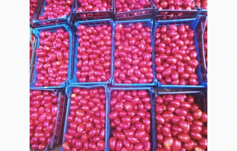 Продам помидор Ріо гранде. Есть объем