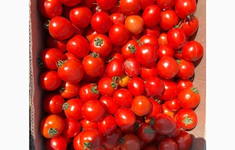 Продам помідору з поля сорт Асвон вибираєм 2-3 т день