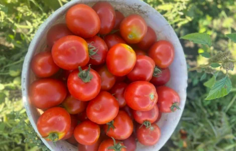Продам помідори з поля ( можна для переробки) є доставка