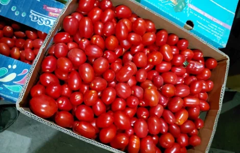 Продам помидоры