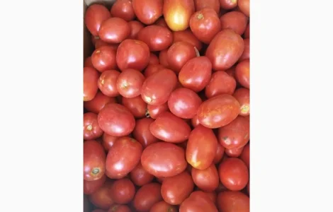 Томат продам