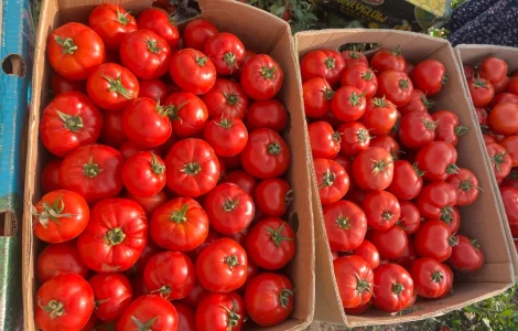 Продам помидор