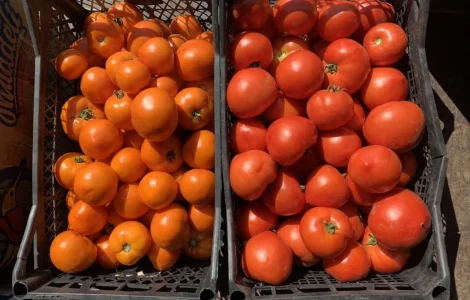 Продам помідори салатних сортів
