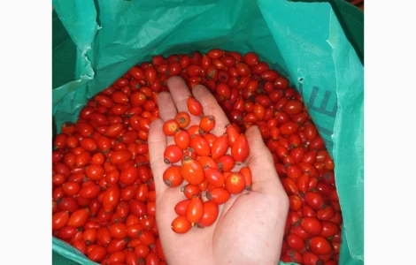 Продам шиповник