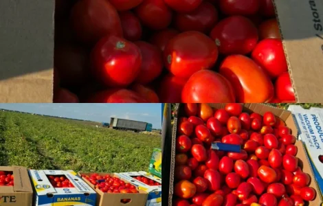 Продам помидору