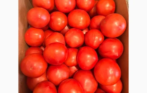 Продам помідор червоний