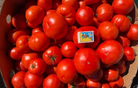 Продам томати/помідори
