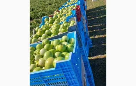 Продам зелёный помидор