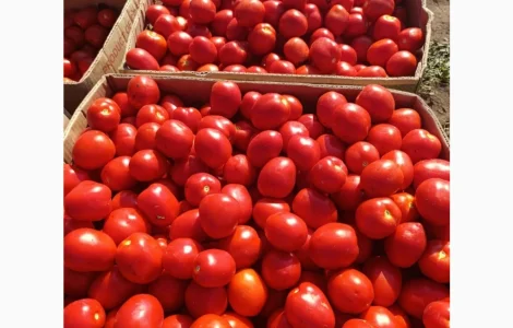 ПРОДАМ томат