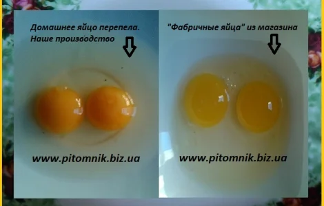 Свежие яйца перепелов