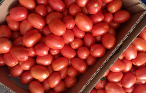 Продам помідори від виробника декілька сортів. Відпускаем від 5 тонн