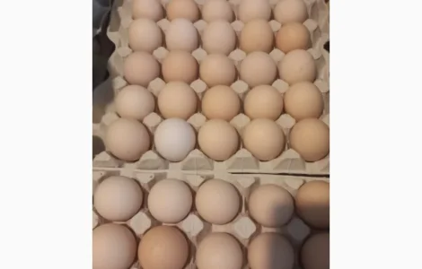 Яйця курячі столові