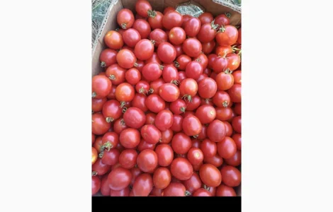 Продам томати