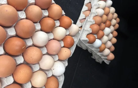 Продам Яйце домашнє (опт /дрібний опт /роздріб)