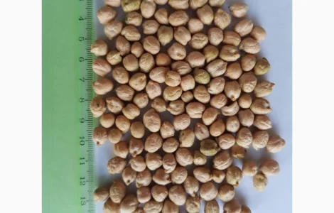 Нут крупний 8+ продам виробник