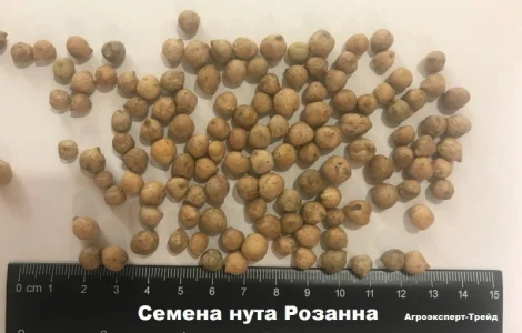 Сорт нута Розанна