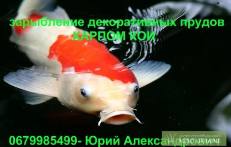 Карпы Кои