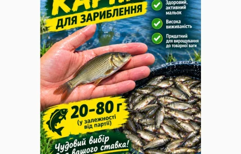 Продажа зарибка коропа