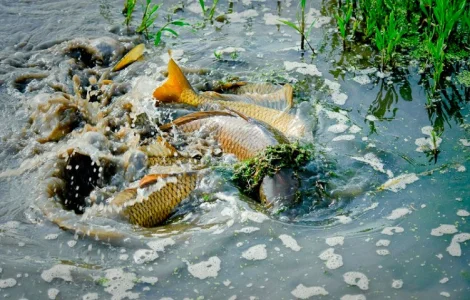Весеннее зарыбление водоемов