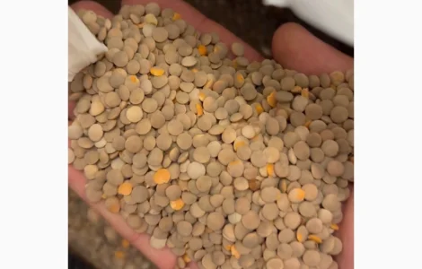 Красная чечевица