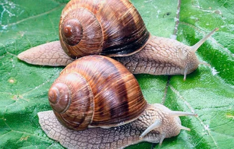КУПУЄМО виноградного РАВЛИКА (Helix Pomatia) - по всій Україні - 2024