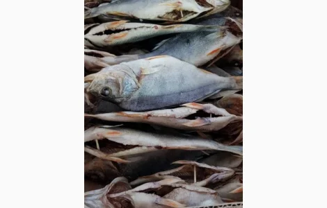 Продам окунь вялений 110грн/кг. Опт. Продам окунь вялений 120грн/кг. Опт