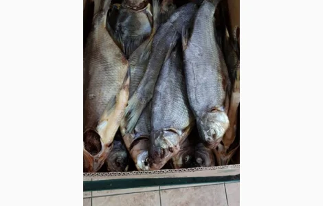 Продам лещ вялений 100грн/кг. Опт