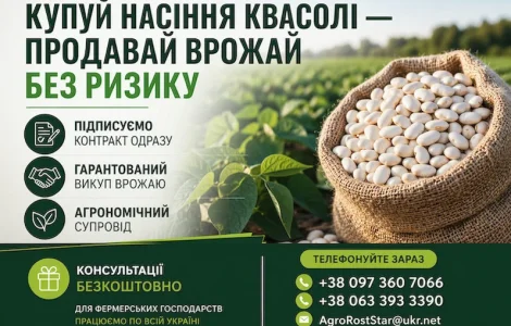 Насіння білої квасолі