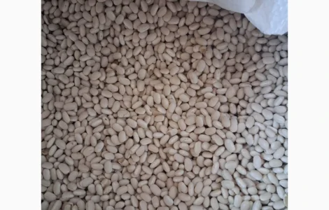 Продадим фасоль