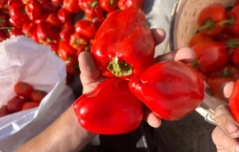 Продаем перец оптом с поля