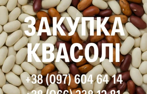 Закупка фасоли оптовыми партиями