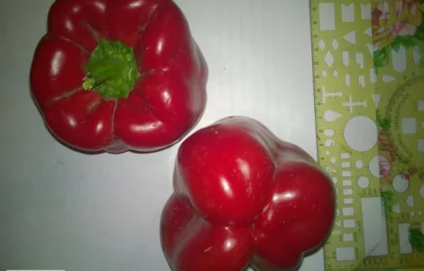 Продам перец салатный