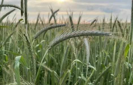 Насіння жита Оріана 1 репродукція