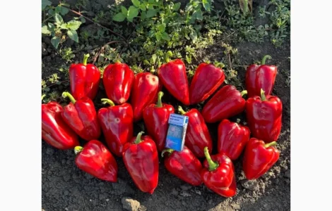 Продам перец