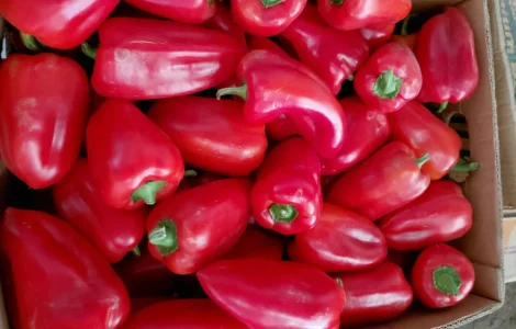 Продам перец Польот и Барби