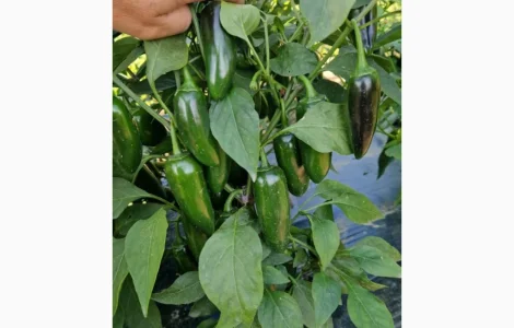 Продам острый перец Халапеньо