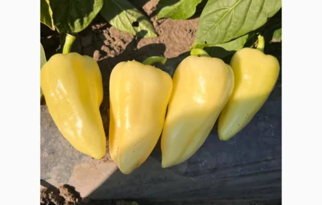Продам Перец Хаски оптом с поля