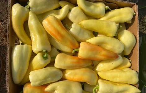 Продам перец