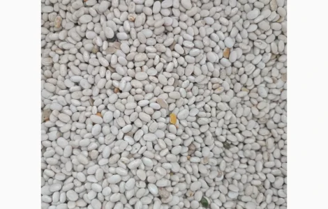 Продам квасолю неві бінс